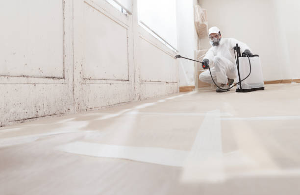 Black mold remediation team in Salem